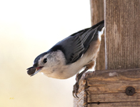 White breasted Nuthatch 5119
